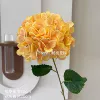 Bella hydrangea