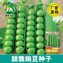 ���ˮ���㶹�N�Ӹ߮a�㶹�˷N�Ӵ��v���㶹�N��������m���߲���