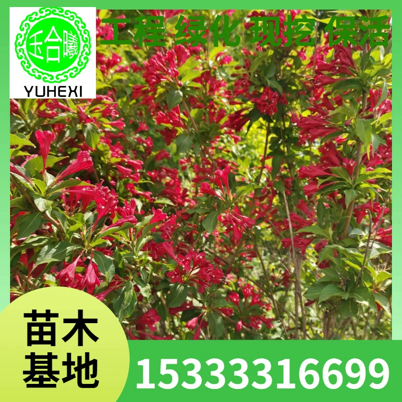 Оптовая продажа больших количеств прямых кластерных шиповников, четырехсезонных шаров, кустарников для живой изгороди и озеленения, а также садовых кустарников для озеленения.