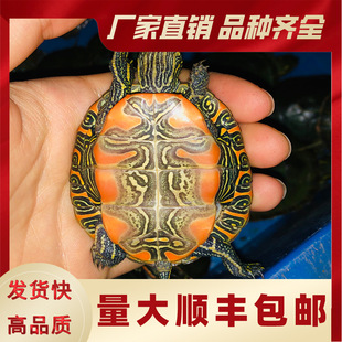���\����t���^�p���׻��������������M�꿴20�׷N��ȫ�W���l�r