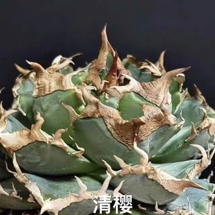 Clear Cherry Seed Crown Green Plant Potted Landscape Succulent Plant Greenhouse Wholesale Agave Cactus Twelve Rolls Large
