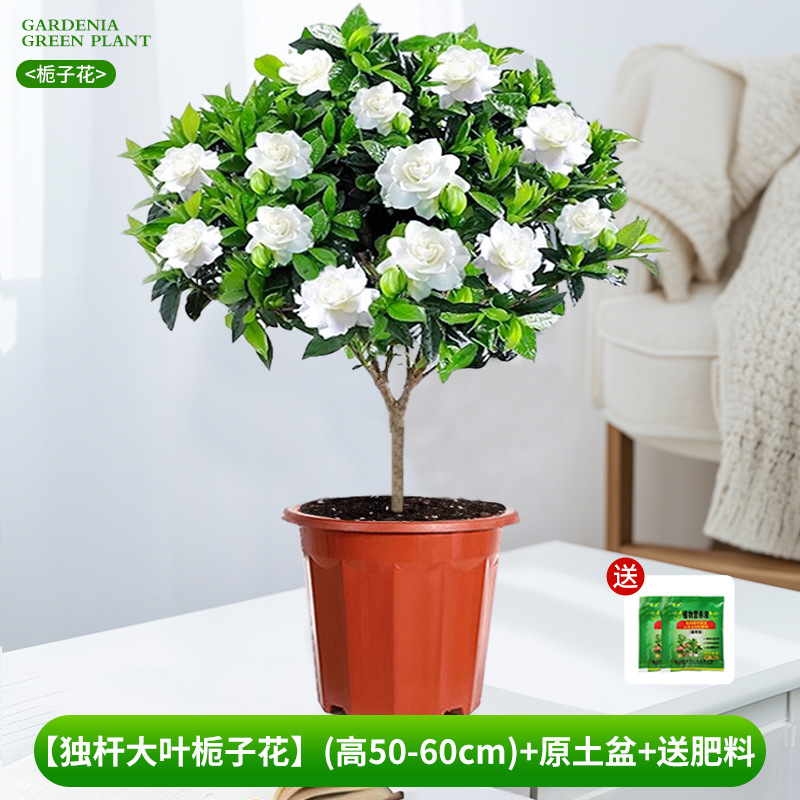 [Excelente gardênia de folhas grandes e caule único] (altura 50-60cm) + vaso de solo original + fertilizante grátis