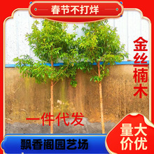 һ�����l���ڽ�z�ľ������С�~�E骽�z������F�լ�����ͥ