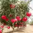 Саплинг из граната Тунисские мягкие семена в горшках, земляная посадка с почвенным дворе, очень большие, без косточек, сладкое гранатовое дерево, прививка фруктовых деревьев