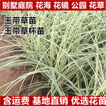 玉带草苗芒草花叶芒盆栽袋苗观赏花草多年生宿根植物庭院公园绿化