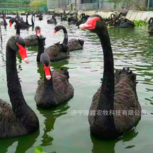 �������^�^�pˮ�ݺ����Z���w �^�p�������� �G�^�� �����Z��r��