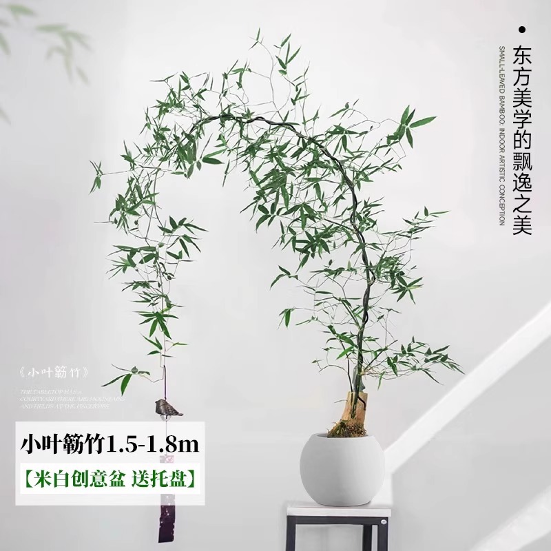 【收到即赏】小叶簕竹 1.5-1.8m 【米白创意盆送托盘】