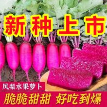 �P��t��ˮ���}���N�Ӹ߮a���ԝM�üt�����������ļ��ļ��߲˷N��