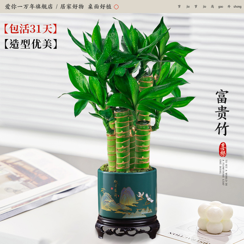 행운죽 5개 + 떠오르는 태양 도자기 화분 + 원형 베이스 (포장석 + 영양액 포함)