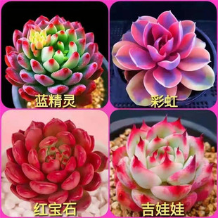 Large Succulent Plants, Easy to Grow, Green Plants, Lithops, Indoor High-Quality Old Stump Succulents, Rare Varieties of Florals, Small Potted Plants