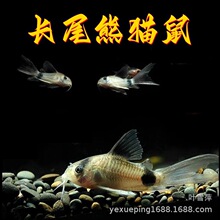 长尾熊猫鼠鱼大帆仙子熊猫鼠异型鱼清道夫清缸底除藻鱼观赏鱼批发