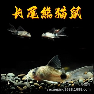 �Lβ��؈���~��������؈�����~�������׵׳����~�^�p�~���l