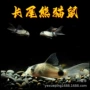 异型长尾熊猫鼠熊猫鼠鱼