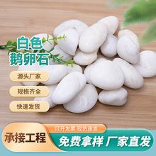 白色抛光鹅卵石 精抛庭院公园铺路白色石头南京厂家批发销售