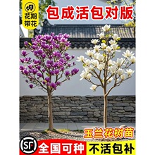 �ش������m�����玧��������ͥԺ�e�����Ե���ֲ���ļ��ͺ��L����