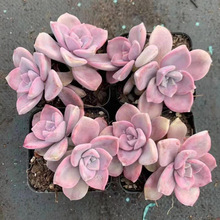 多肉植物苗批发 多肉植物苗批发品牌 图片 价格 多肉植物苗批发批发 阿里巴巴