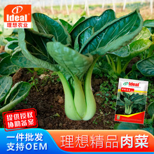理想肉菜种子苏州青上海青菜籽四季农家庭院阳台四季盆栽蔬菜籽