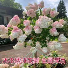 ��ľ����ͥԺ�����̨���ԾGֲľ���������A����������ͺ���