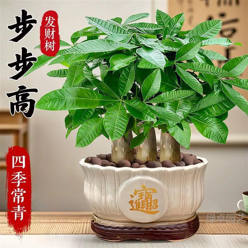 发财树盆栽花卉绿植物室内客厅盆栽大招财中式禅意四季小盆栽盆景