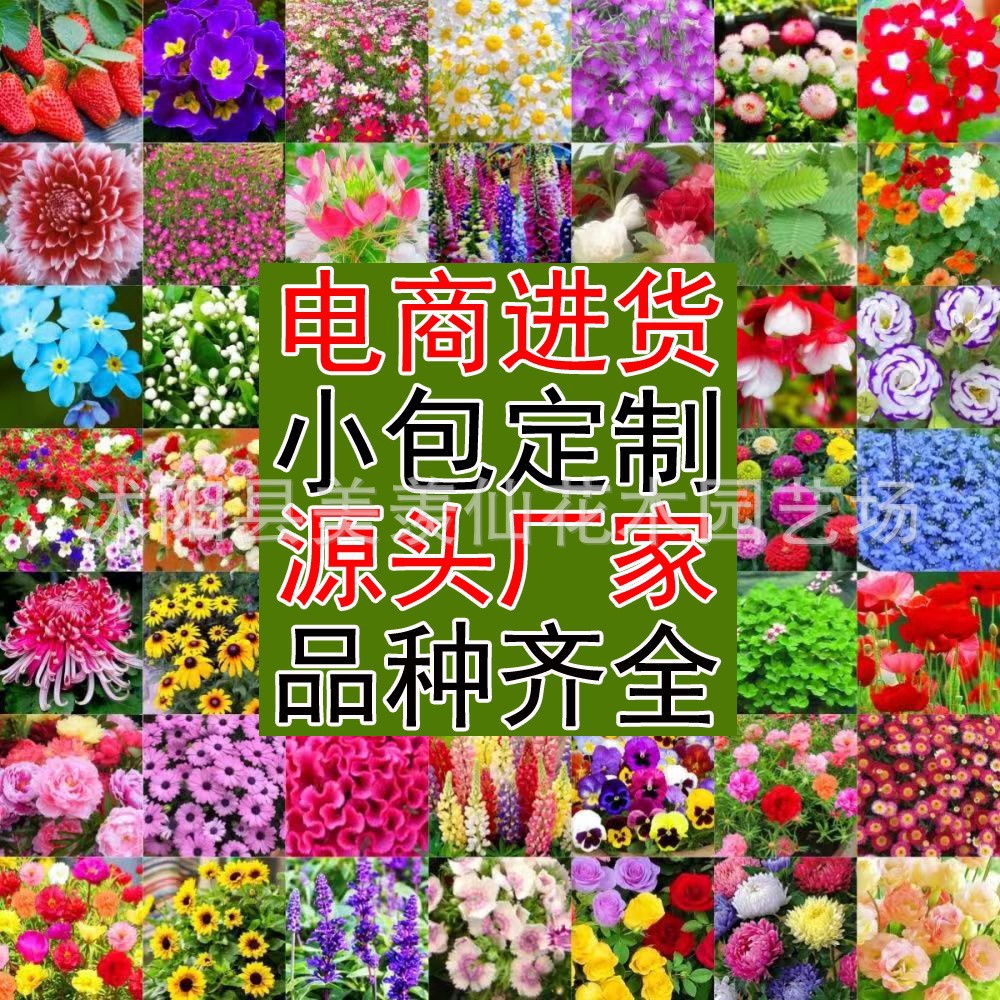 花卉种子 四季种子批发满天星太阳花波斯菊百日草向日葵雏菊薄荷