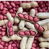 Production 2022 Redskins peanut Uncooked rice Red peanut seed fresh Season