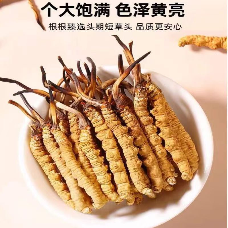 冬虫夏草正品 2根一克西藏那曲精品干虫草 源头厂家全国批发代发