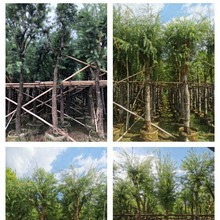 串钱柳 红千层  中山乔木绿植基地批发 多花行道树