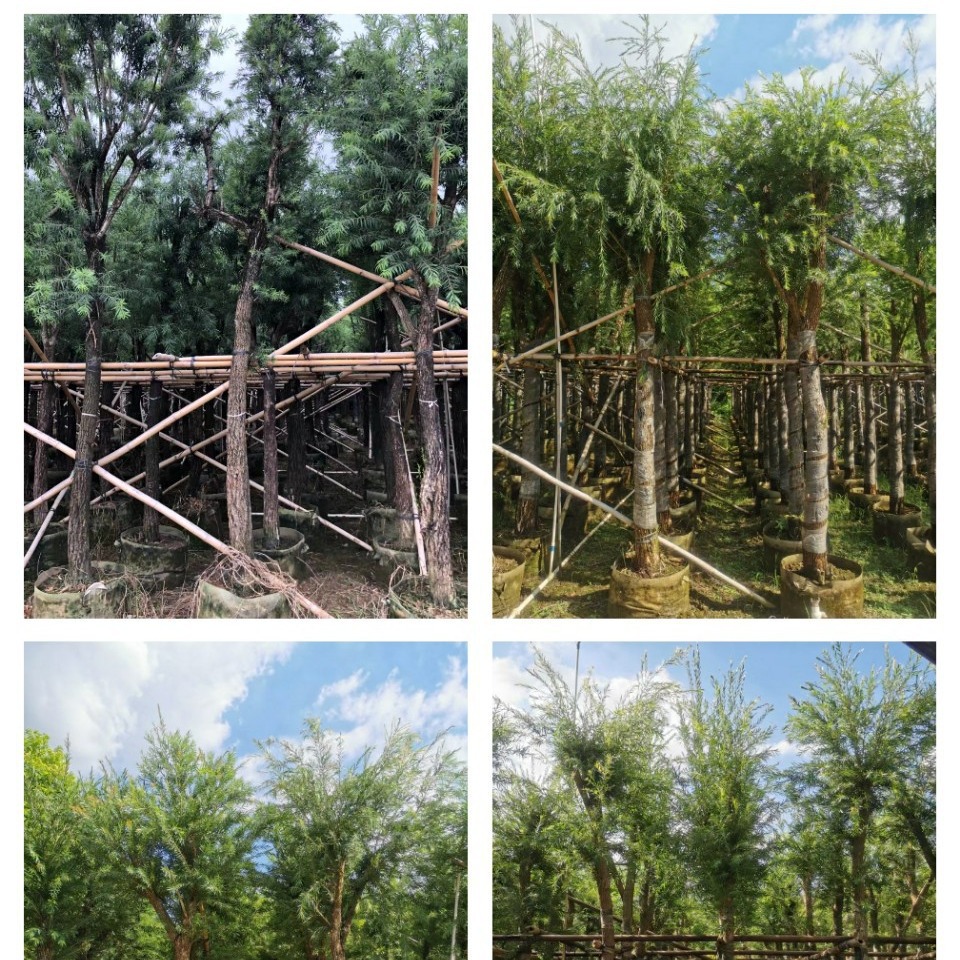 串钱柳 红千层  中山乔木绿植基地批发 多花行道树