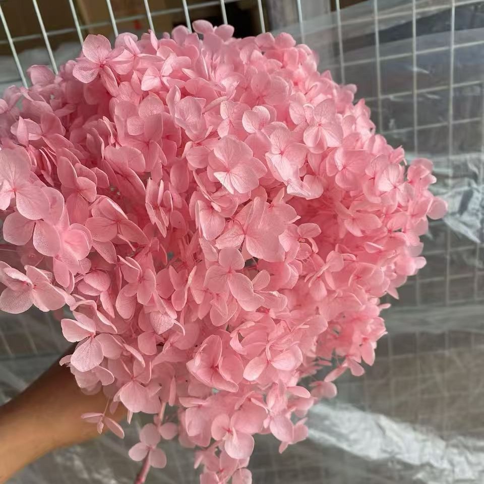 Flores eternas hortenida flores secas Anna hortenida hojas hortenida cabeza de hortenida flores eternas cubierta de vidrio material ramo diy