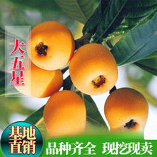 大五星无核枇杷嫁接果树苗南方北方种植四季盆栽地载当年结果苗