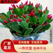 һ�����lзצ�m���Ԏ�������ɫ����ֲ���҃ȾGֲ�ļ��_�����辰