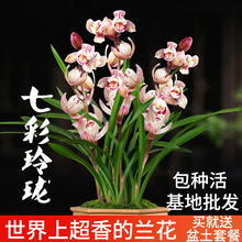 兰花苗建兰荷瓣七彩玲珑现带花苞出售室内有香味的花卉绿植盆栽