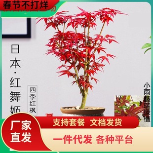 һ�����l�ձ��t���辰ֲ��t�輧�����҃��ļ����B�����̨ͥԺ��