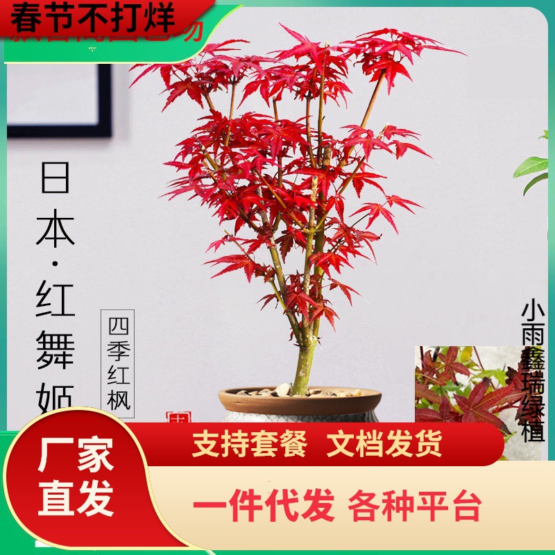 一件代发日本红枫盆景植物红舞姬树苗室内四季好养盆栽阳台庭院四