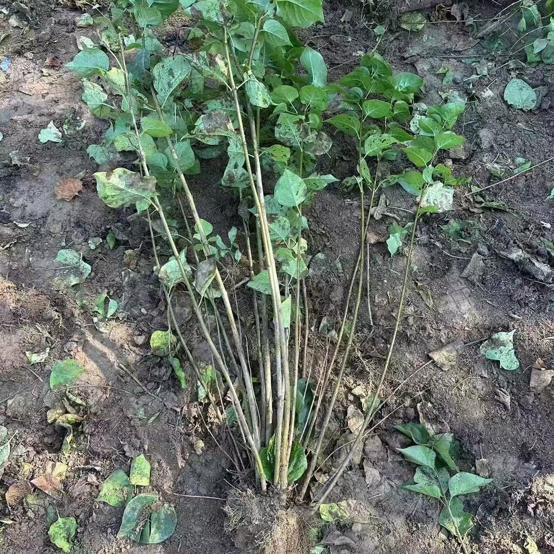 Базовая оптовая продажа Самодельные сорта рассады белой сирени Самостоятельное производство Полная живописная местность Ландшафтная инженерия Озеленение Рассады