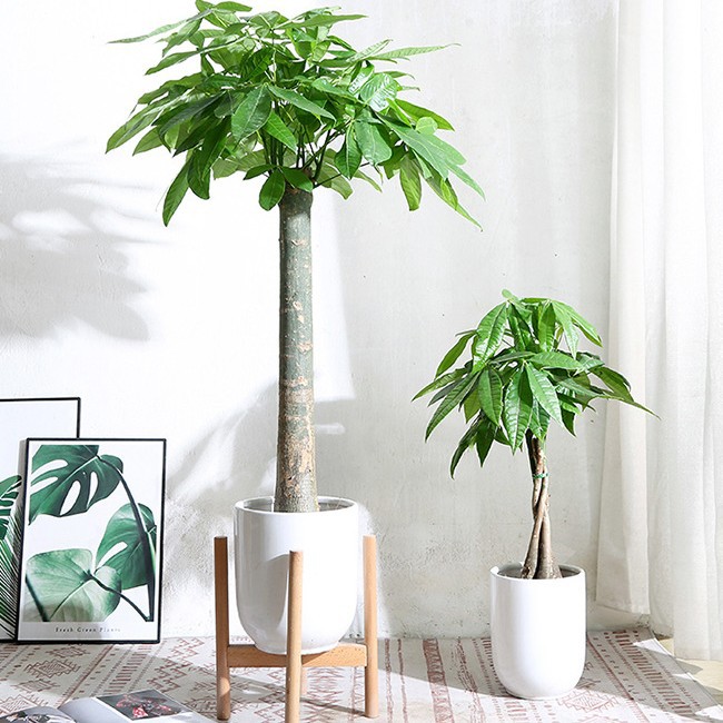 Five-Braided Single-Stem Money Tree Potted Plant, Large Indoor Living Room Office Plant, Opening Housewarming Green Plant, Evergreen All Year Round