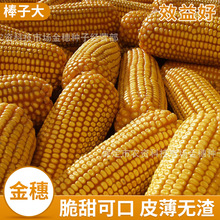 粮食作物玉米种子批发 鑫希望1号玉米种子量大优惠