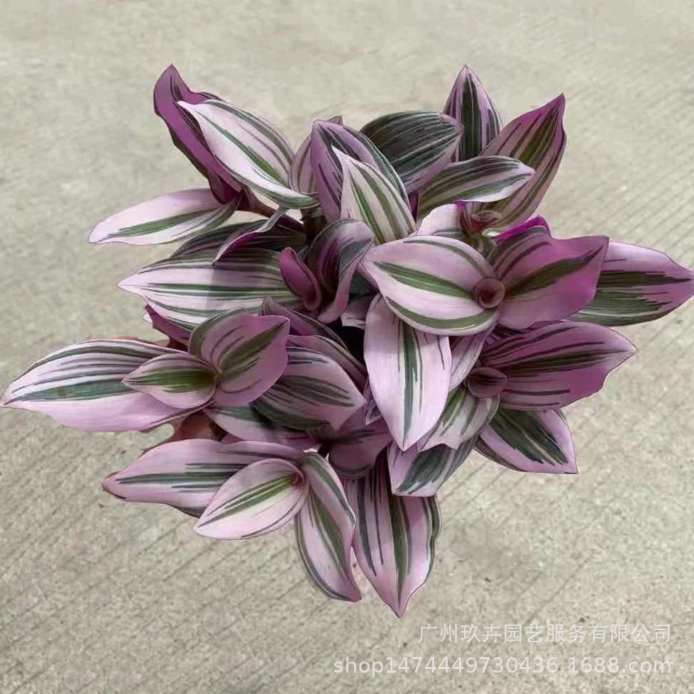 Картина маслом Chlorophytum листва растения листва небольшое растение в горшке Гостиная Офис Рабочий стол Горшечное растение зеленое растение