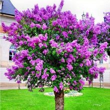һ�����l�϶��㻨�����ļ�ѭ�h�_��ͥԺ����ֲ����㻨�ܮ����_��