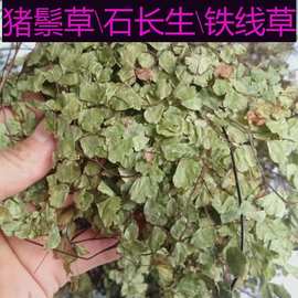 野山天然石长生 500克长生草 岩浮萍猪毛七铁线蕨 猪鬃草石长生真