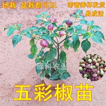 广西五彩椒七彩辣椒苗灯笼椒菜泡椒苗庭院盆栽四季种植带土小苗