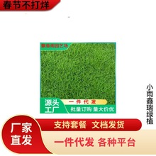 一件代发日本结缕草种子进口草坪草籽四季长青矮生耐践踏庭院足球