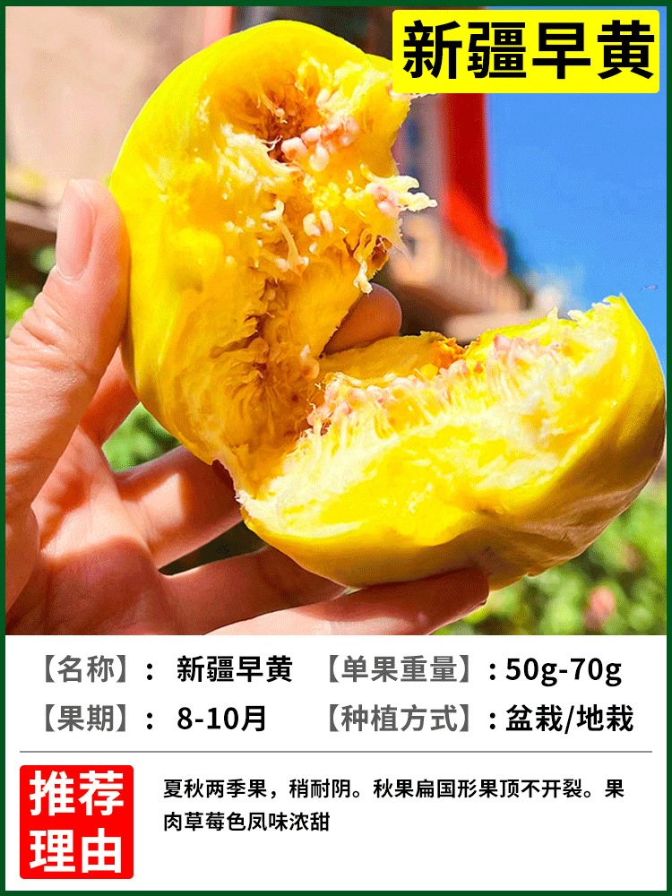 신장조황 6년근 모종 + 특수비료 [흙과 잎이 있는 나무 1그루]