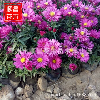 荷兰菊花苗种植基地 供应草花荷兰菊 景观工程花期长绿化荷兰菊