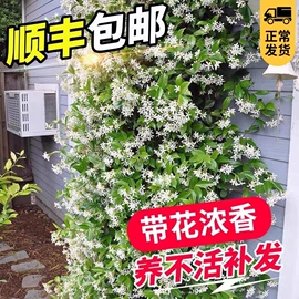 盆栽;其他园林资材;栽培基质