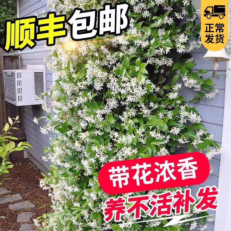 Ветряная мельница в горшках с жасмином хорошо питает морозостойкие четыре сезона цветения