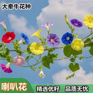 Morning Glory Seeds Climbing Vines Large Morning Glory Morning Glory Florals All Year Round Flower Seeds Balcony Easy Living Courtyard Potted Seeds