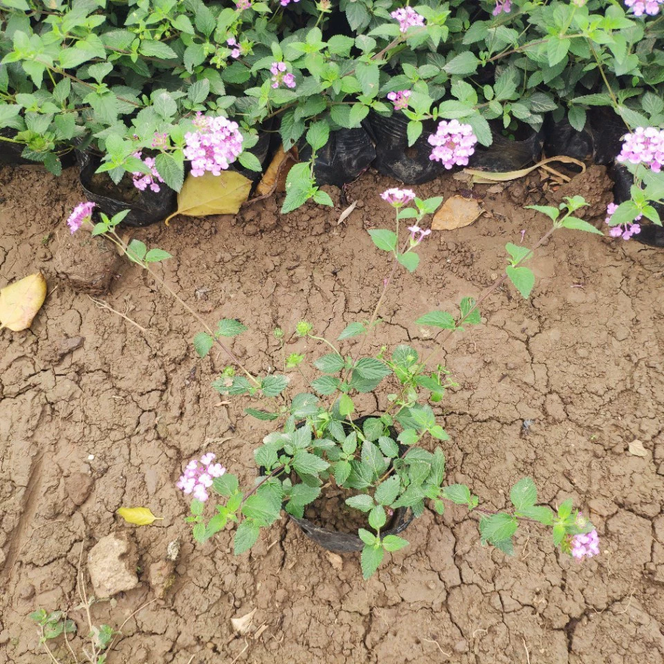 База поставляет фиолетовый цветок Ma Sakura Dan 10-30 см высотой пять фунтов и семь фунтов мешков саженцев