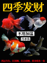 金鱼活鱼观赏鱼活体小型鱼淡水新手宠物鱼好养耐活冷水鱼苗兰寿