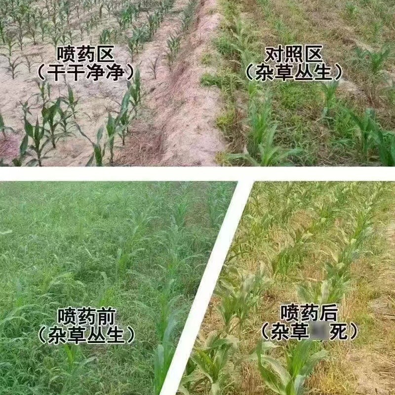 トウモロコシ畑の一年生雑草用の24％イムズイムジ除草剤、トウモロコシ苗後の除草剤、トウモロコシ専用除草剤|undefined